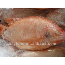 FROZEN G&S RED TILAPIA